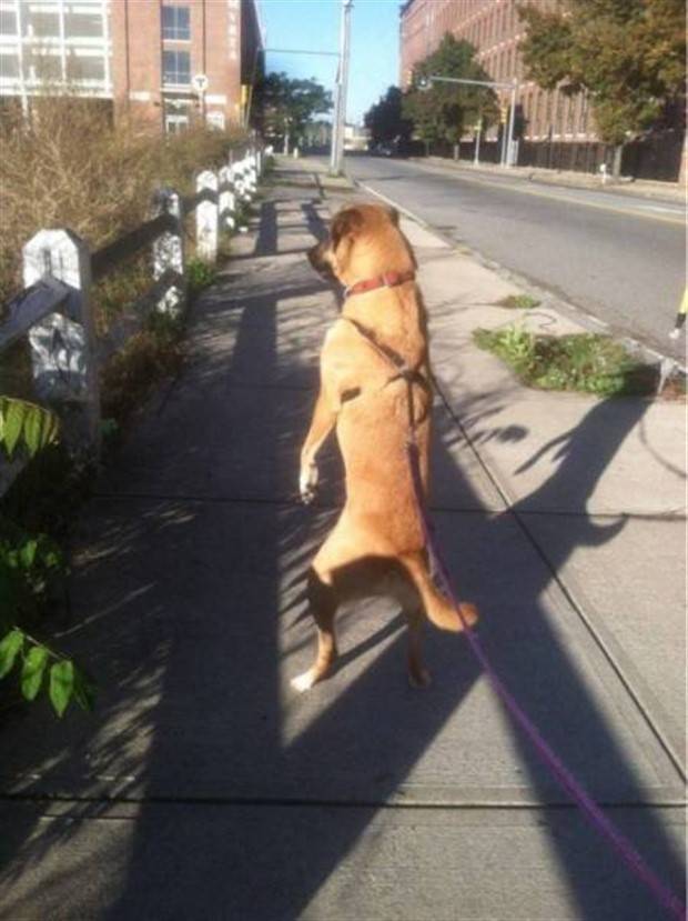 Get Ready for Funny Animals #319 (29 photos)