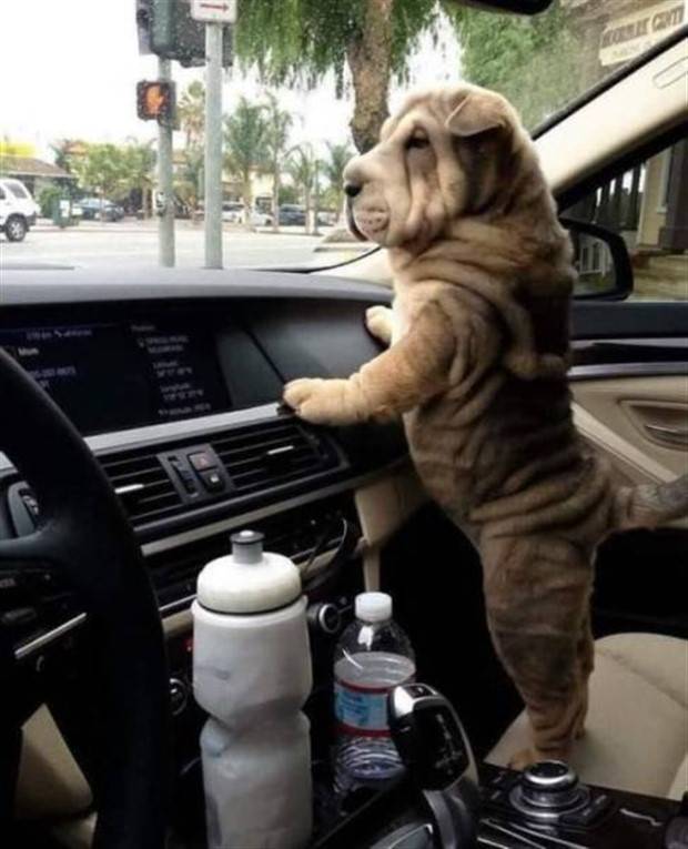 Get Ready for Funny Animals #319 (29 photos)