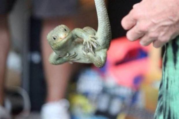 Get Ready for Funny Animals #319 (29 photos)