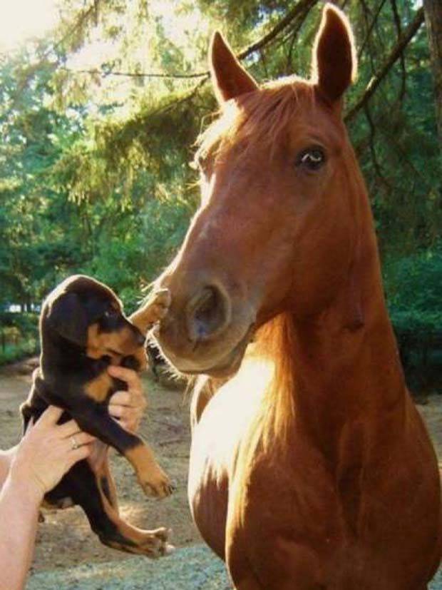 Get Ready for Funny Animals #319 (29 photos)