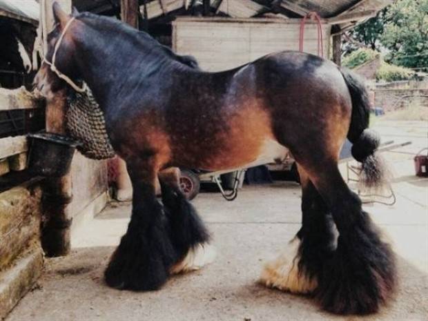 Get Ready for Funny Animals #319 (29 photos)