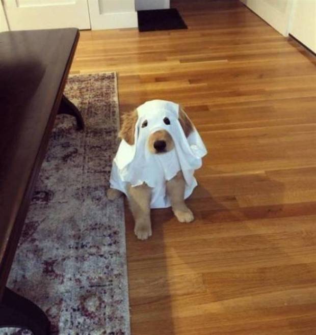 Get Ready for Funny Animals #319 (29 photos)