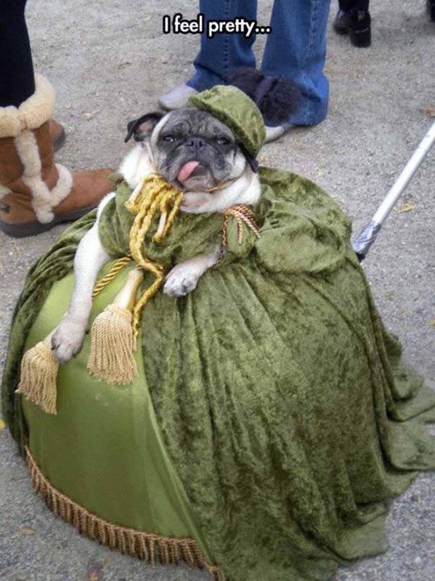 Get Ready for Funny Animals #319 (29 photos)