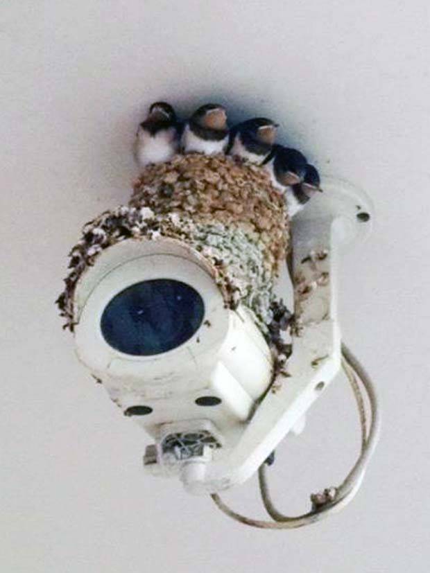 Get Ready for Funny Animals #319 (29 photos)