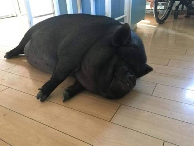 Get Ready for Funny Animals #319 (29 photos)