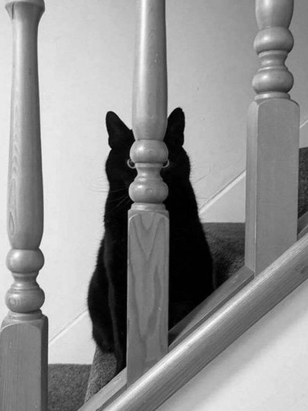 Get Ready for Funny Animals #319 (29 photos)