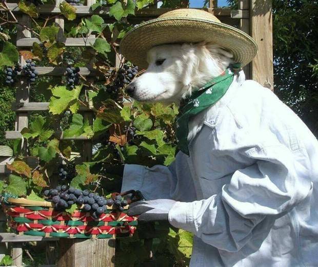 Get Ready for Funny Animals #319 (29 photos)