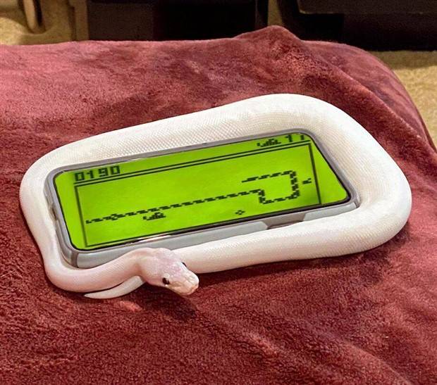 Get Ready for Funny Animals #319 (29 photos)