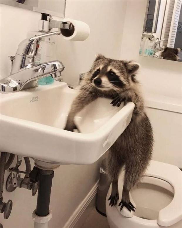 Get Ready for Funny Animals #324 (30 photos)