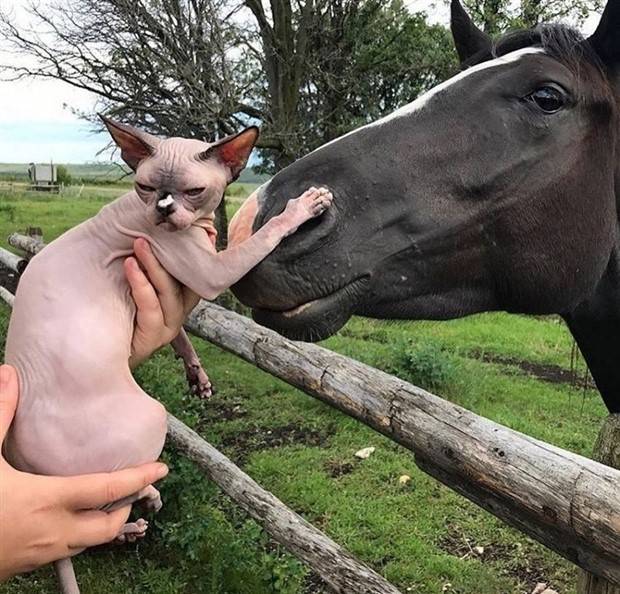 Get Ready for Funny Animals #324 (30 photos)