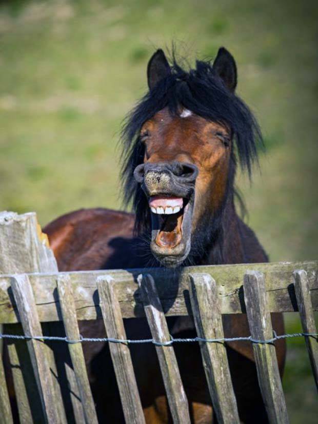 Get Ready for Funny Animals #324 (30 photos)