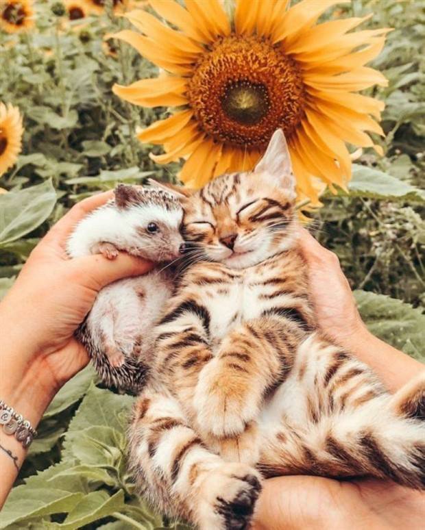 Get Ready for Funny Animals #324 (30 photos)