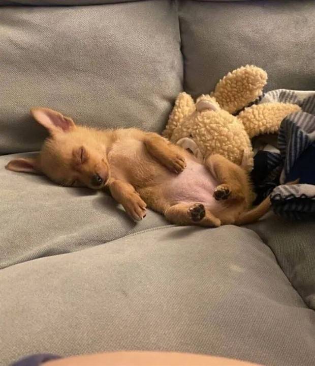 Get Ready for Funny Animals #324 (30 photos)