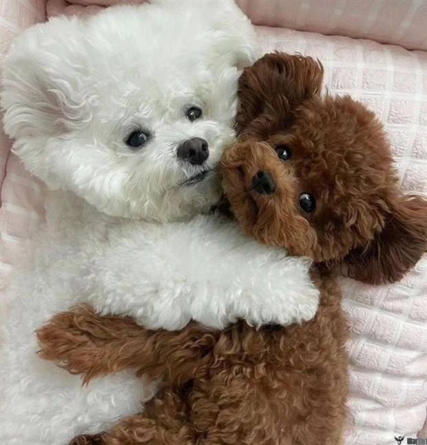 Get Ready for Funny Animals #324 (30 photos)