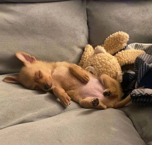 Get Ready for Funny Animals #324 (30 photos)