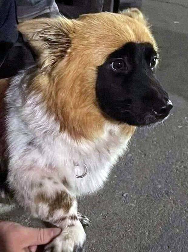 Get Ready for Funny Animals #324 (30 photos)