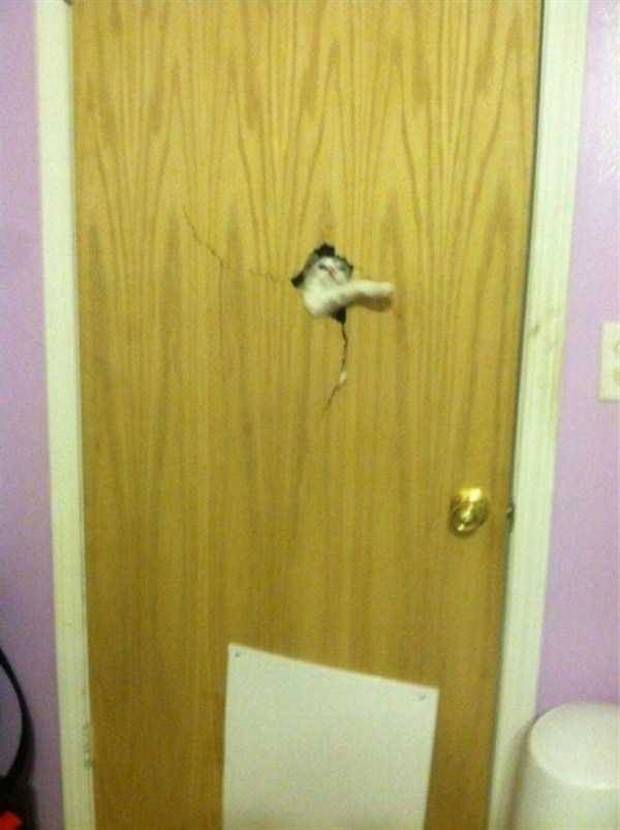 Get Ready for Funny Animals #324 (30 photos)