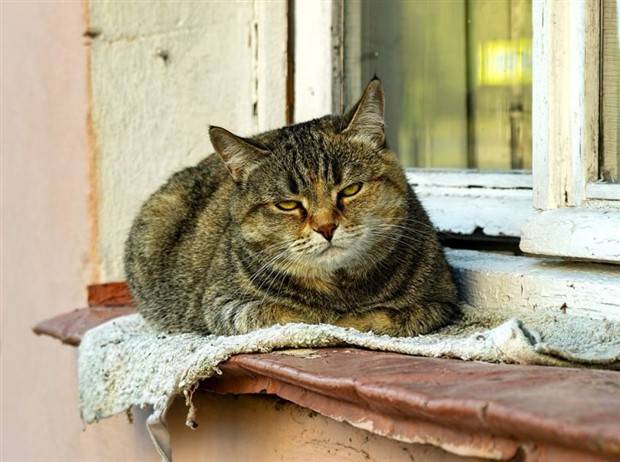 Get Ready for Funny Animals #324 (30 photos)