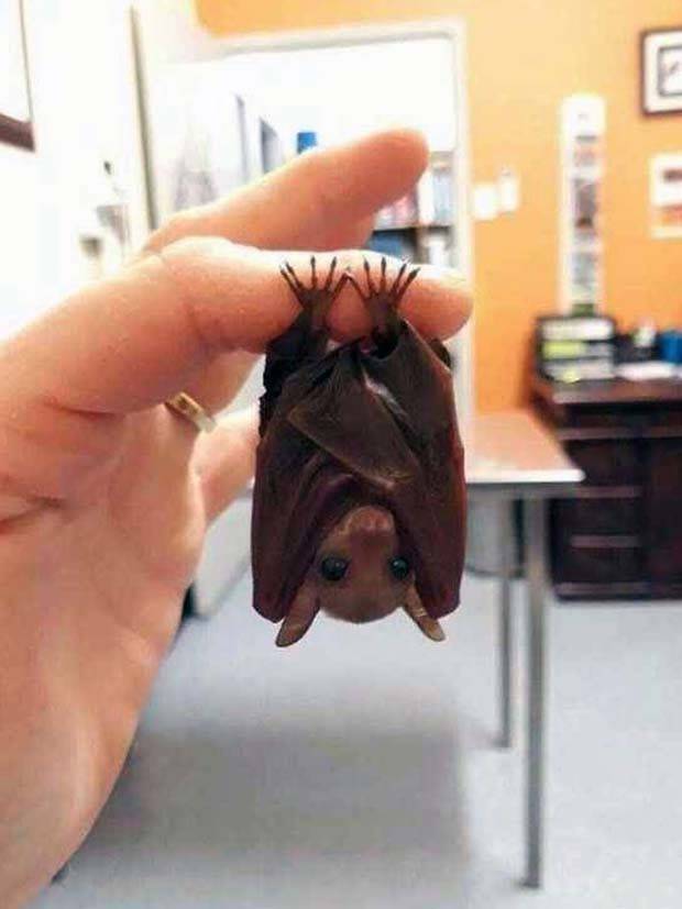 Get Ready for Funny Animals #324 (30 photos)