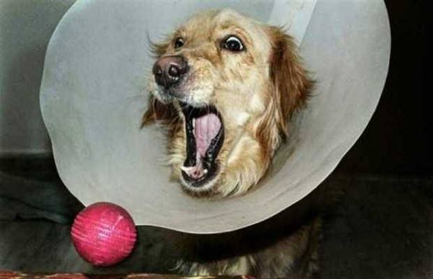 Get Ready for Funny Animals #324 (30 photos)