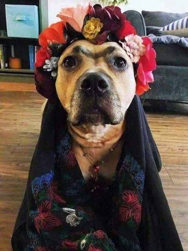 Get Ready for Funny Animals #324 (30 photos)