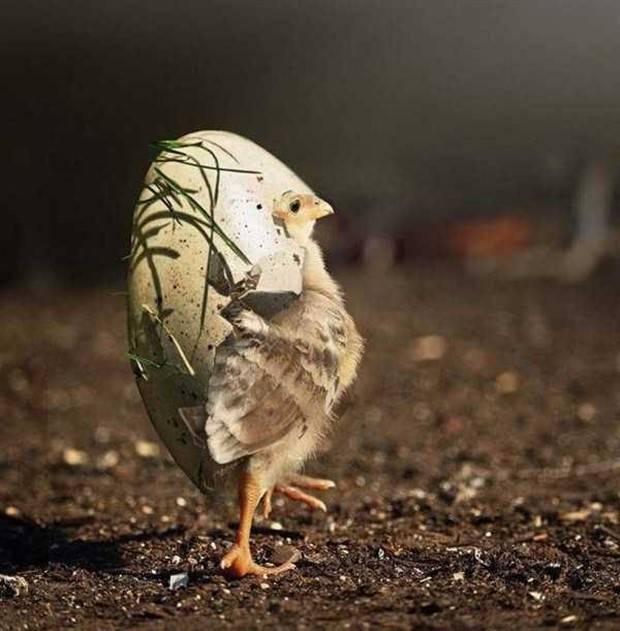 Get Ready for Funny Animals #324 (30 photos)