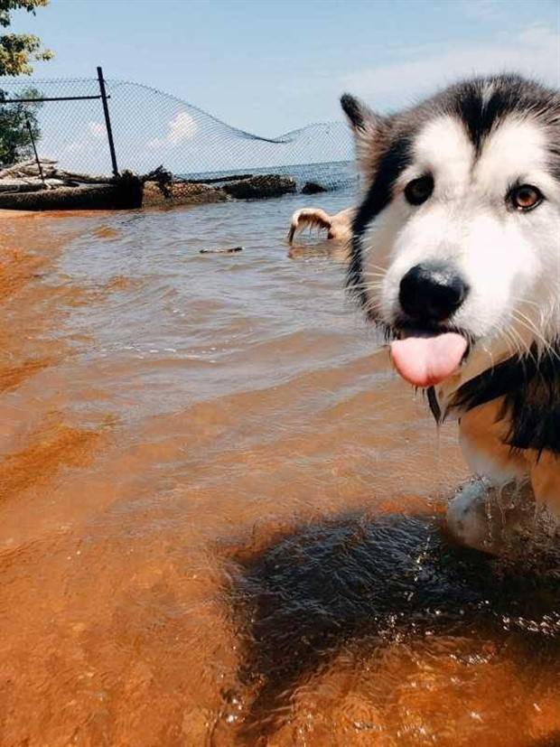 Get Ready for Funny Animals #324 (30 photos)