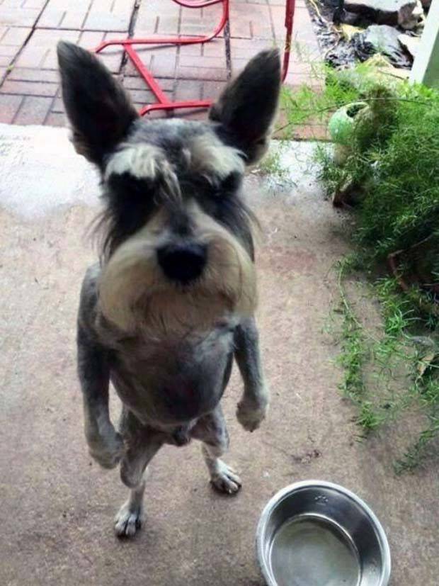 Get Ready for Funny Animals #324 (30 photos)