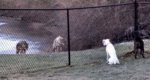 Get Ready for Funny Animals #324 (30 photos)