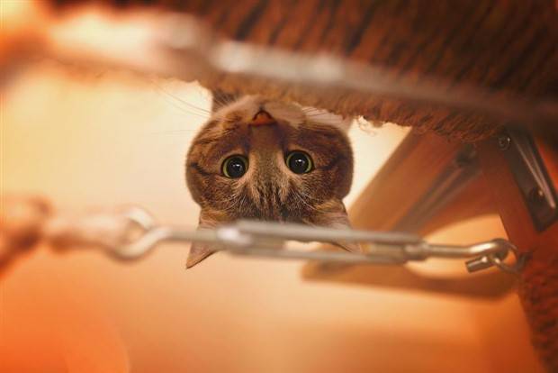 Get Ready for Funny Animals #324 (30 photos)