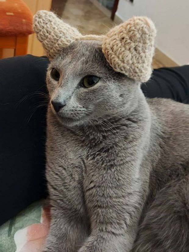 Get Ready for Funny Animals #324 (30 photos)