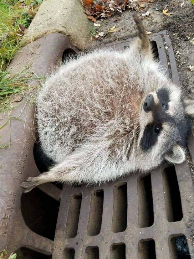 Get Ready for Funny Animals #324 (30 photos)