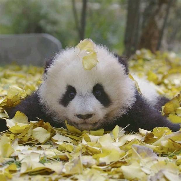 Get Ready for Funny Animals #324 (30 photos)