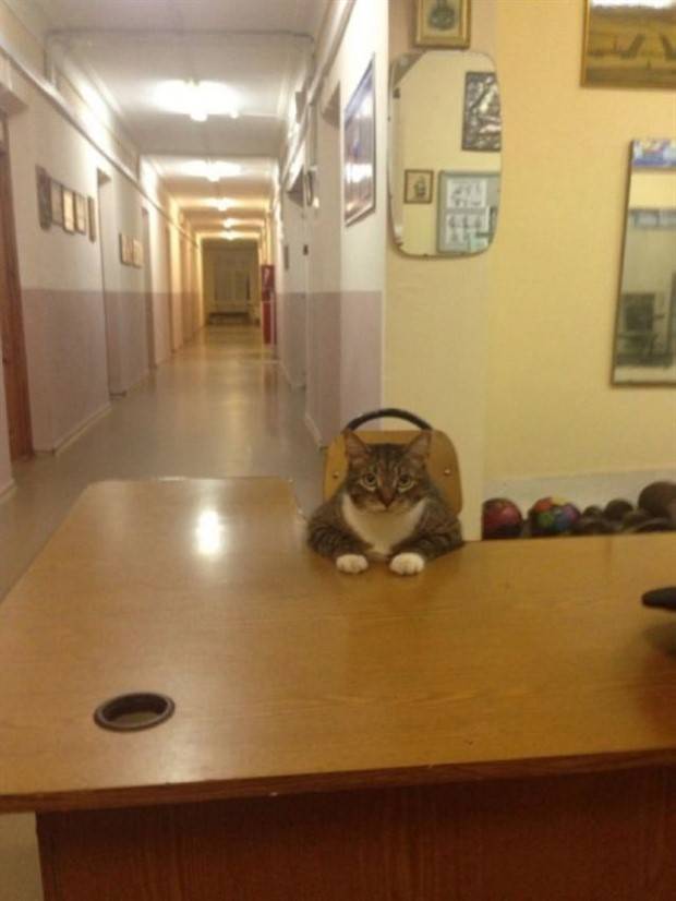 Get Ready for Funny Animals #324 (30 photos)