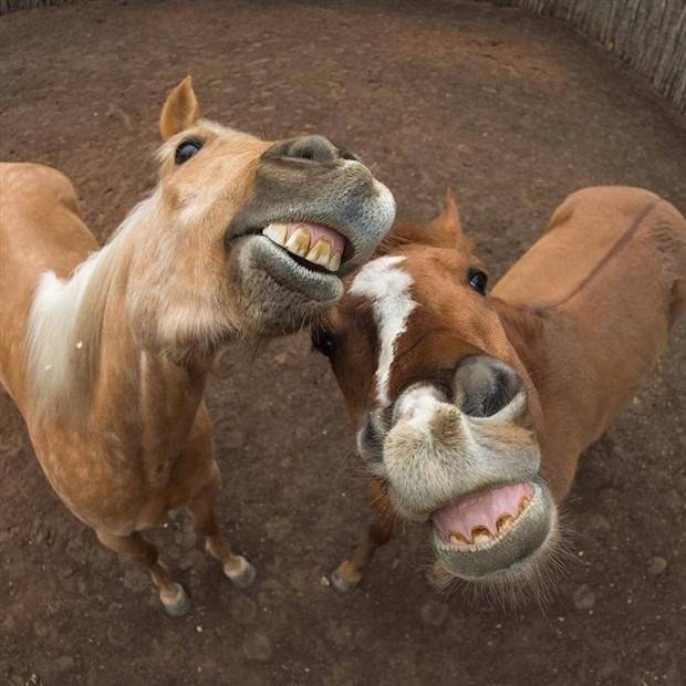 Get Ready for Funny Animals #323 (31 photos)