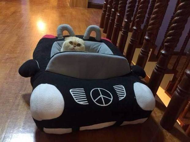 Get Ready for Funny Animals #323 (31 photos)