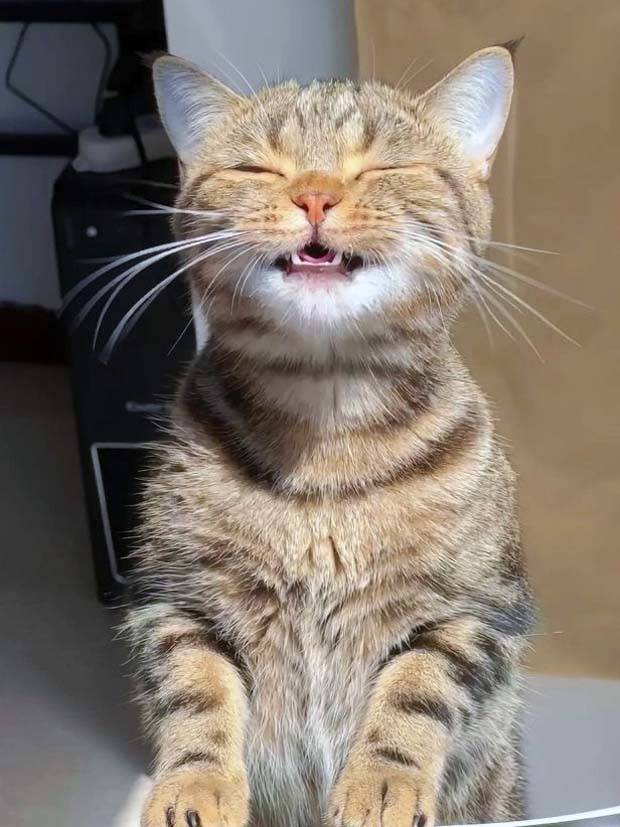 Get Ready for Funny Animals #323 (31 photos)