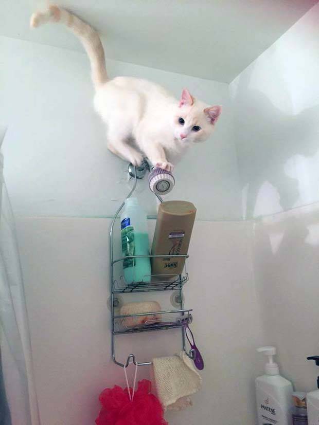 Get Ready for Funny Animals #323 (31 photos)