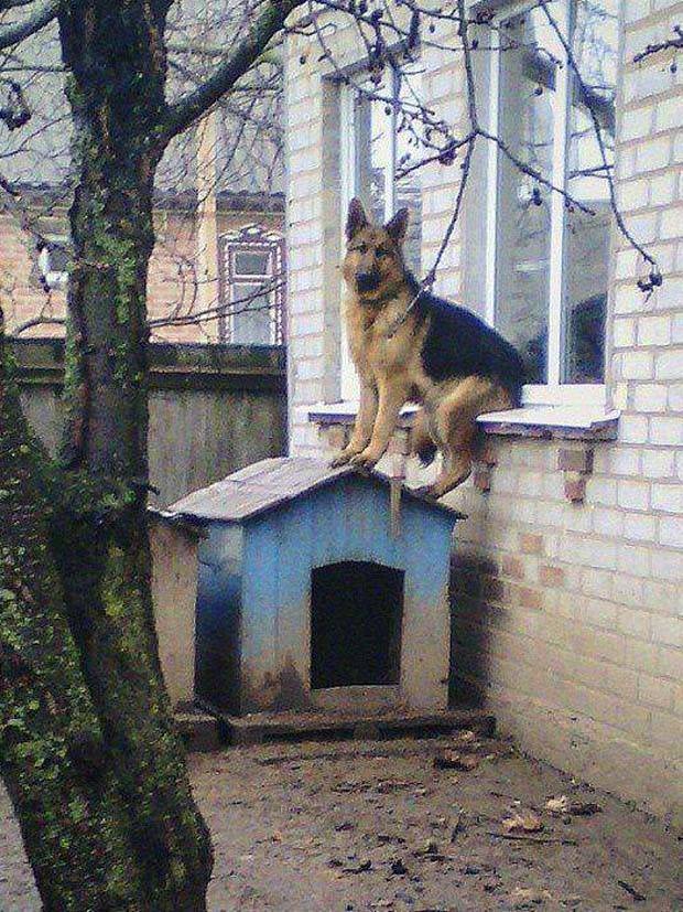 Get Ready for Funny Animals #323 (31 photos)