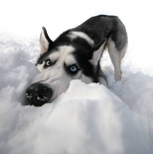 Get Ready for Funny Animals #323 (31 photos)