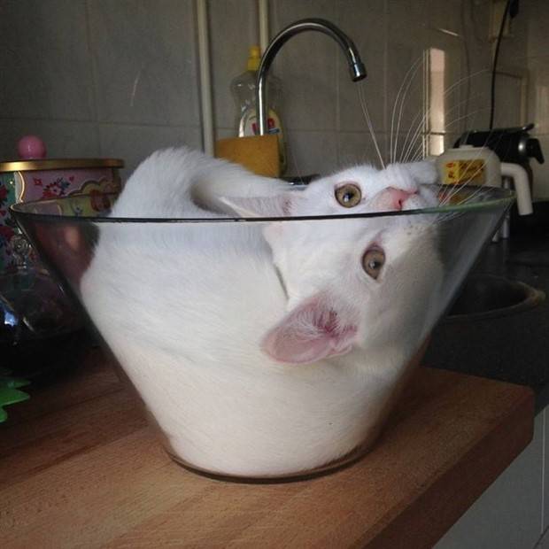 Get Ready for Funny Animals #323 (31 photos)