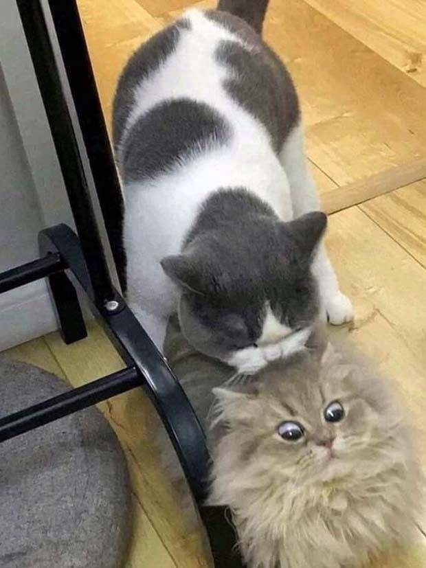 Get Ready for Funny Animals #323 (31 photos)