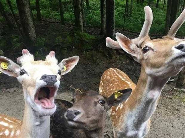 Get Ready for Funny Animals #323 (31 photos)