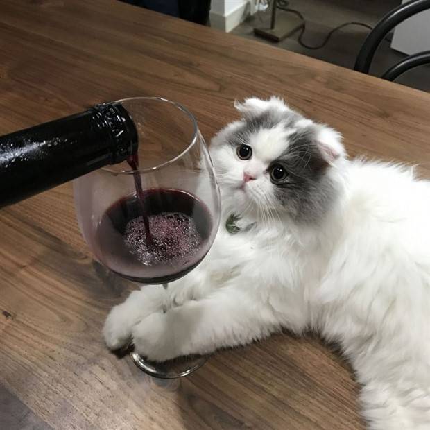 Get Ready for Funny Animals #323 (31 photos)