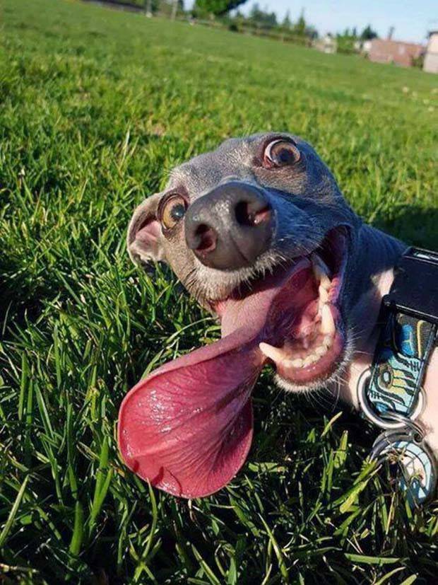 Get Ready for Funny Animals #323 (31 photos)