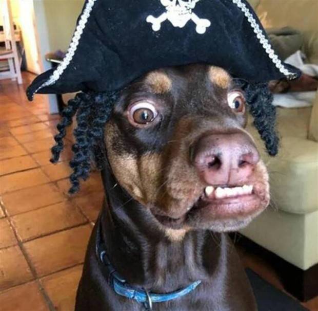 Get Ready for Funny Animals #323 (31 photos)