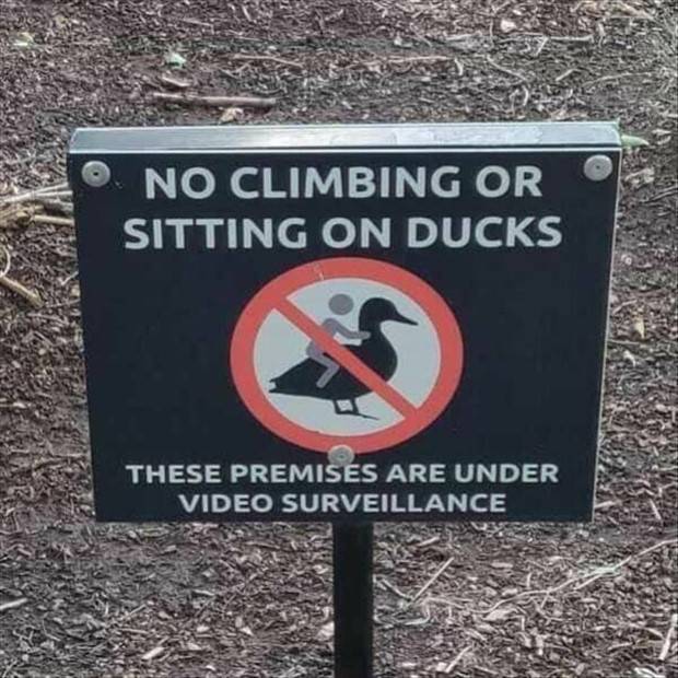 Funny Signs that Will Leave You Perplexed #13 (25 photos)