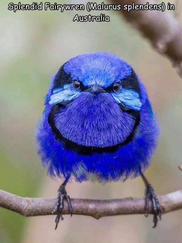 captions in captions 19 Interesting Pictures with Captions #96 (24 photos)