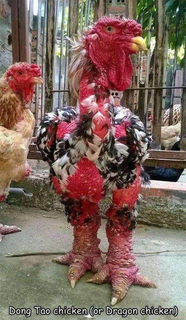 captions in captions 22 Interesting Pictures with Captions #96 (24 photos)