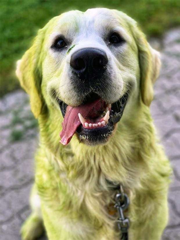 Dogs and Grass Make Fun Combo (21 photos)